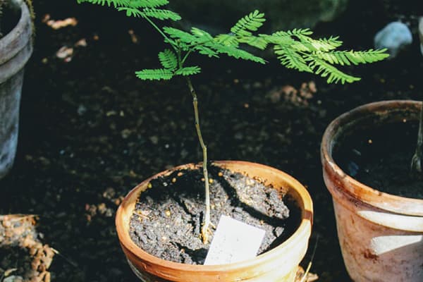 Bertch Seedling Distribution