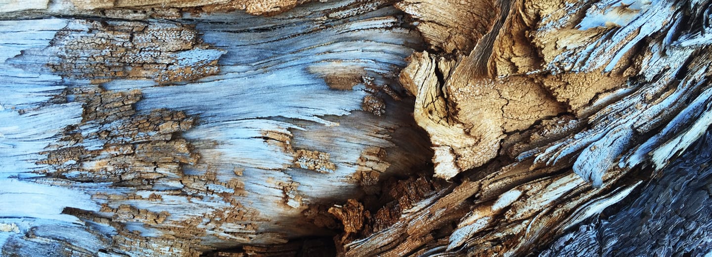 Wood Characteristics